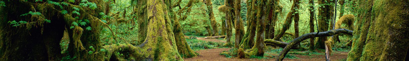 Forest Nature, Bihar-Orissa-India
